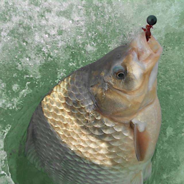 Ловля карася зимой на мормышку - читайте на сatcher.fish