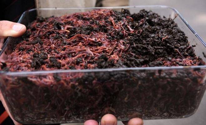 Разведение червей для рыбалки в домашних условиях