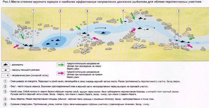 Хариус