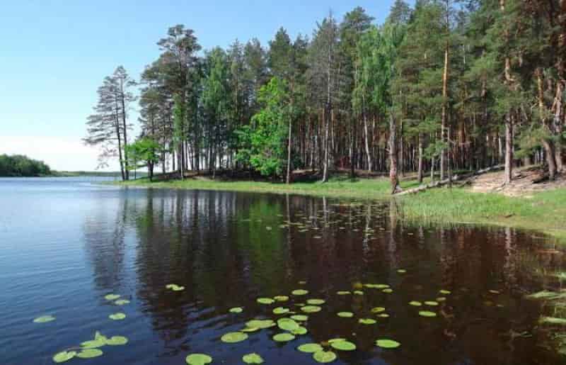 Прогноз клева в Нижегородской области