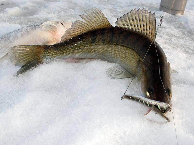 Ловля берша на мормышку - читайте на сatcher.fish