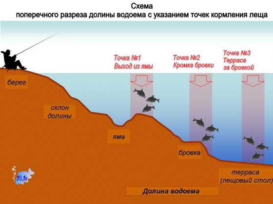 Лучшие проводки при ловле леща, которые заставляют клевать крупных лещей зимой