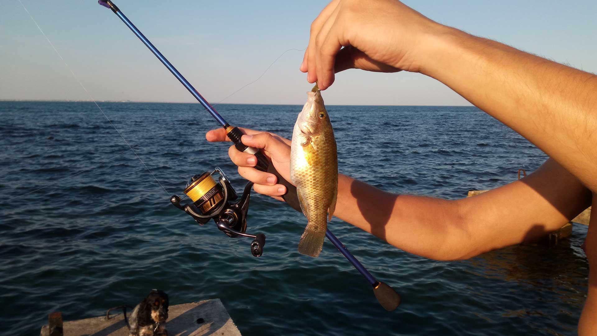 Daiwa Exeler LT 2