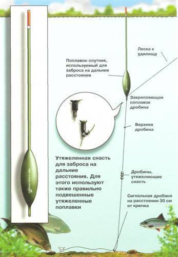 Особенности ловли линя - снасти, приманки и наживки, места обитания, видео