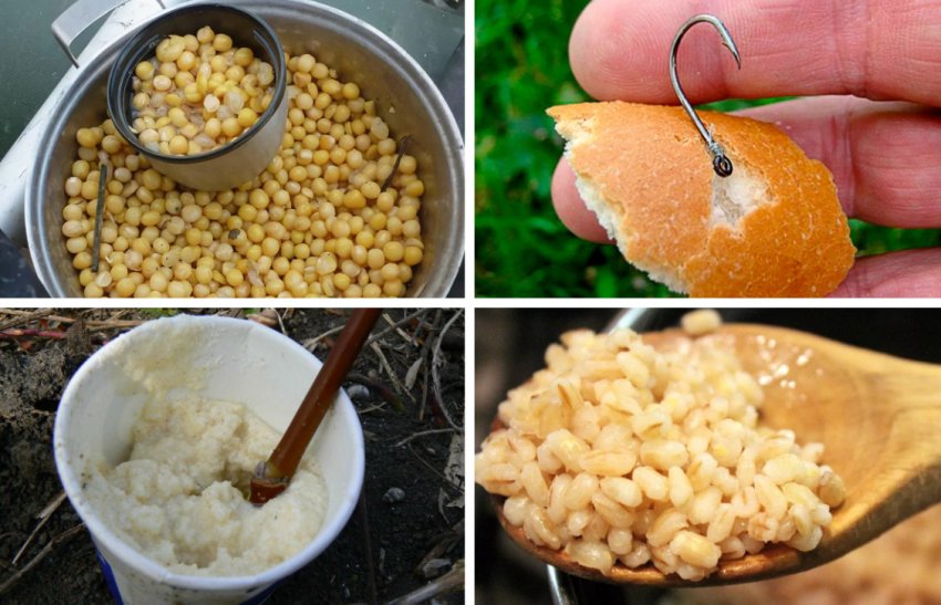 Какую прикормку любит карп? рецепты и приготовление