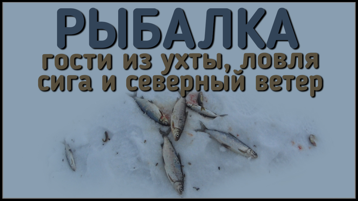 Ловля сига — особенности рыбалки - fishingwiki
