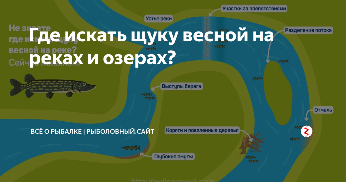 Форель – фото, описание, ареал, рацион, популяция