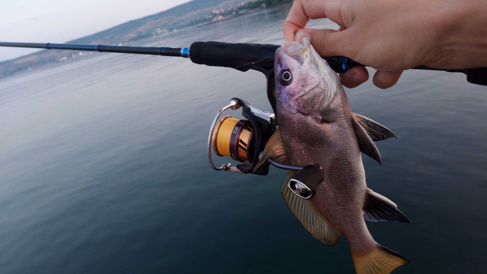 Daiwa Exeler LT 2