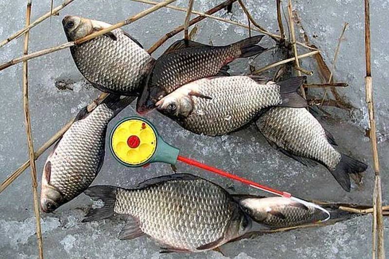 Ловля карася зимой на мормышку