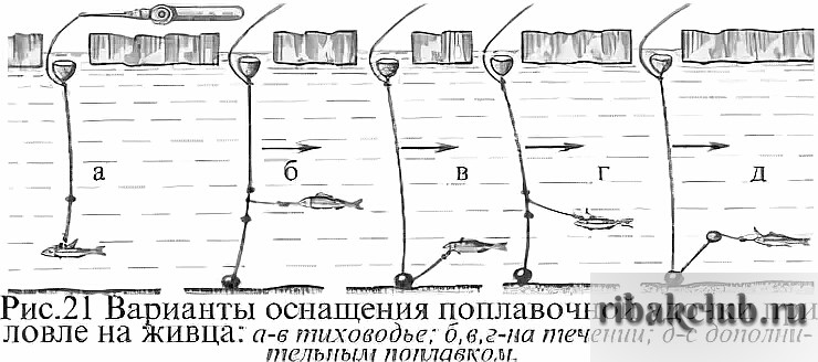 Ловля на живца на поплавочную удочку