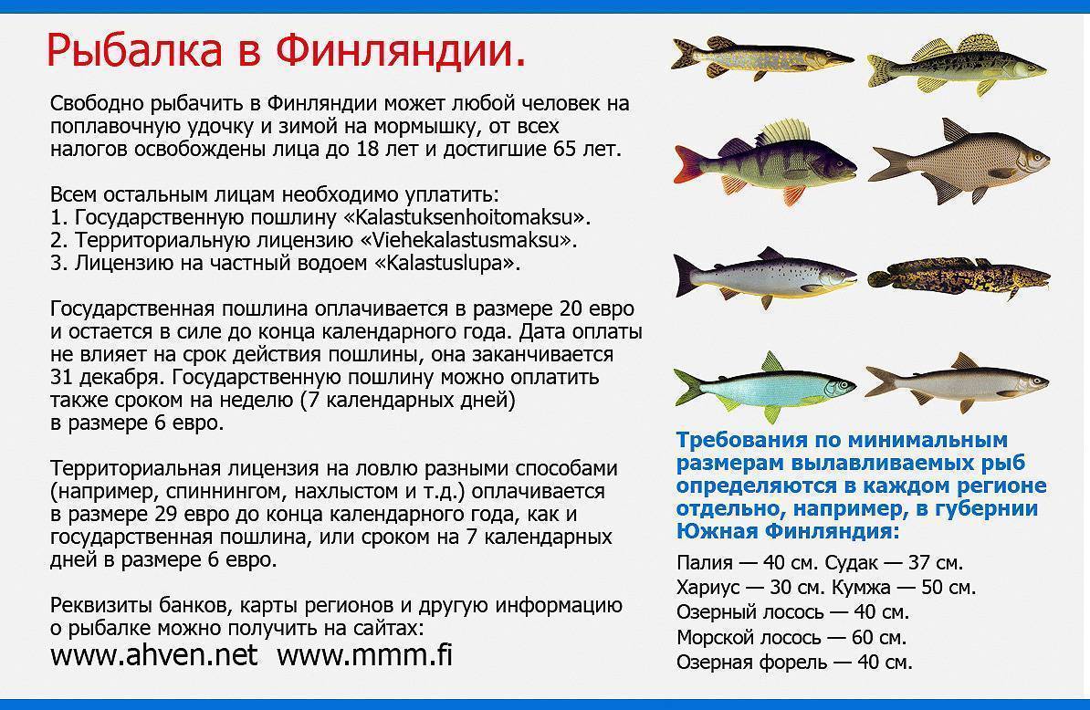 Закон о рыбалке в россии. штрафы, правила, запреты