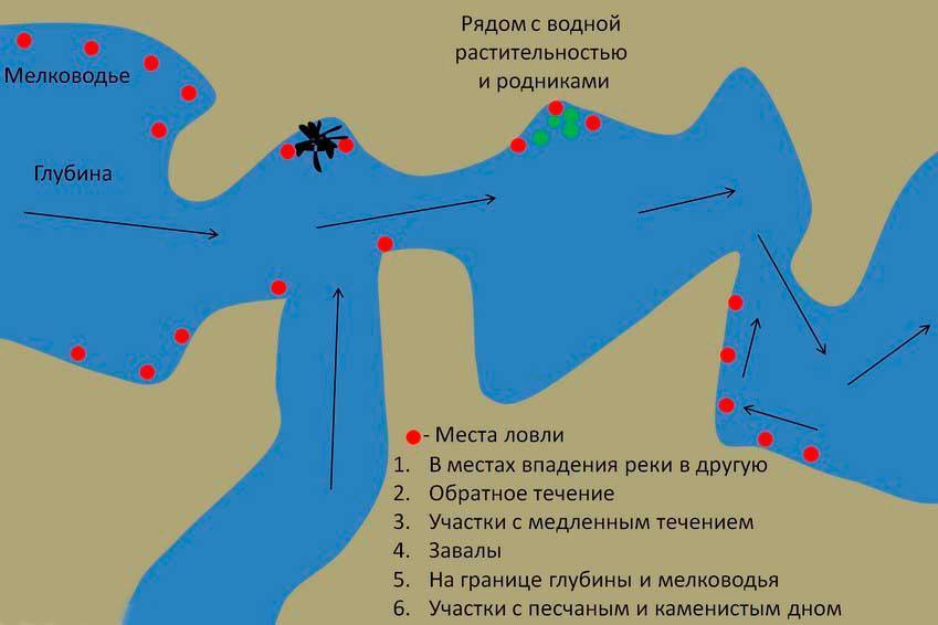 Рыба ? налим. чем питается налим, где водится ? и к какому семейству относится