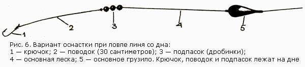 Как ловить линя летом на поплавочную удочку?