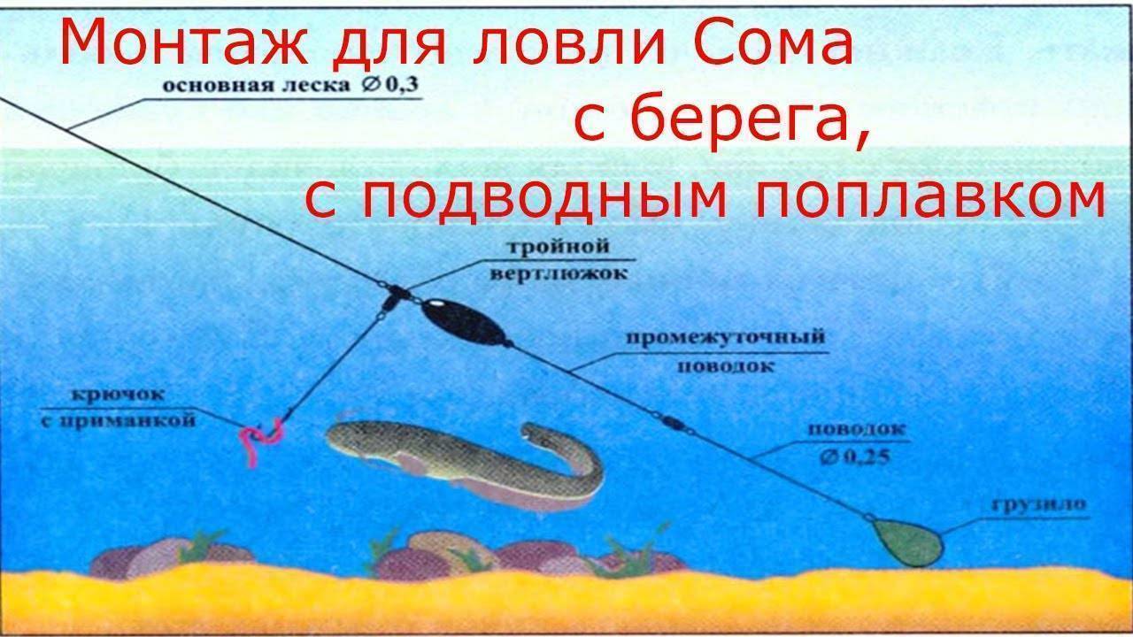 Ловля сома на донку с берега - как сделать донную снасть своими руками и правила ловли