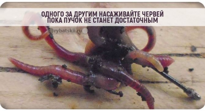 Ловля окуня на червя: поиск хорошего места для ловли и процесс ужения