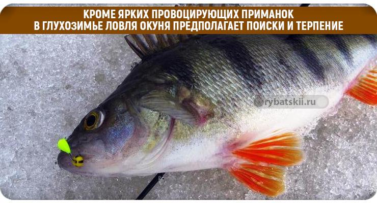 Ловля крупного окуня в Почепском районе село Сетолово